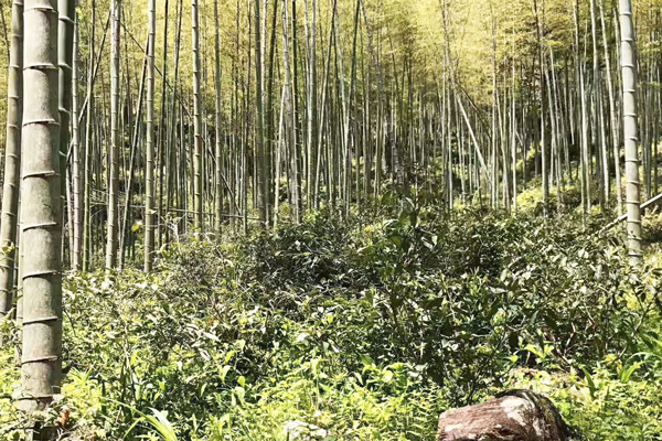 红茶茶山